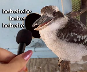 Interviewing Animals with a Tiny Microphone