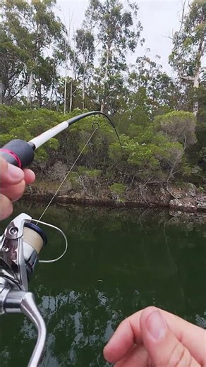 Jewfish / Mulloway on Soft Plastic