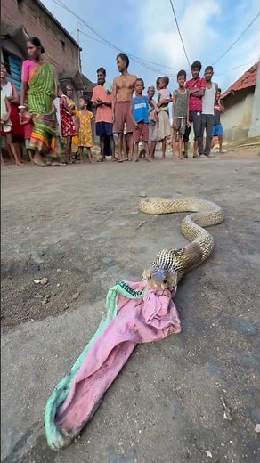 For the first time in life a snake swallowed cloth pants #youtubeshorts