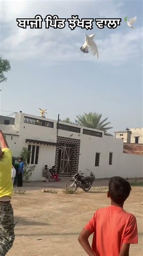 Kabutar bazi short video ik shonk kabootar Bazi da #trending #trendingshorts #short #birdspecies …..
