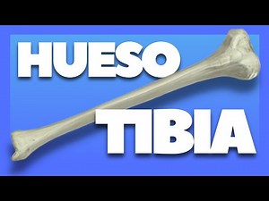 🦴 TIBIA BONE and its parts | Human Body Bones