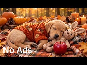 24 HOURS Gentle Anti-Anxiety Music for Dogs 🐶🍂 Calm Anxiety, Comfort & Peaceful Sleep 🎶 No Ads
