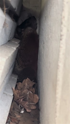 The marmot dance 🦦 #beagle #teckel #dachshund #beaglesoftiktok #beaglelife #beagletok #funnydogs #dogsoftiktok #sausagedog #funnydoggo