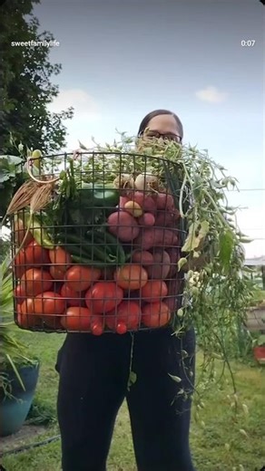 Homegrown tomato compilation 🍅#Backyard #tomatoes #lehighvalley #gardening #growyourownfood #garden