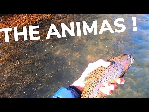 FLY FISHING the ANIMAS river, Durango Colorado | Cut-Bow trout