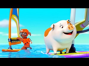 Zuma surfs with a pig 😂 | PAW Patrol Series | CLIP