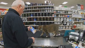 Meet Daniel, a celebrity feline who lives at a South Portland hardware shop