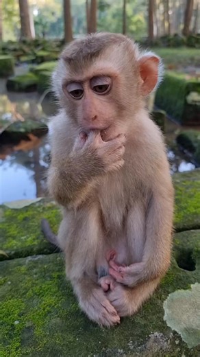 7.7K views · 357 reactions | Oh, baby monkey Vireak extreme while i touch his finger | Monkey Care | Facebook