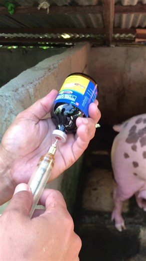 170K views · 727 reactions | October 19, 2023 ika 90 days ng pagbubuntis ni Mamapig1 namin, mag-inject tayo ng Vitamin B-Complex #pigproduction #backyardfarming #farminglife #buhayprobinsya #fbreels23 #fypシ゚viralシ | Backyard Farming | Facebook