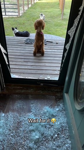 Funny Cute Dog Fails Compilation | Watch til the end 😭