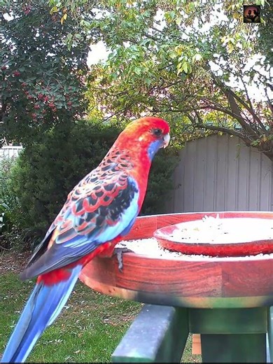 Rosella Feeding | Calm Bird ASMR