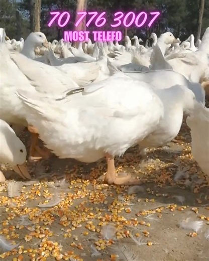 Kacsa VÁSÁR!!! A Magyar Baromfi Futár INGYENESEN szállít egészen a kapudig, bárhol is vagy az országban. KACSA: Hizlalásra kiváló. Szállítás: Márciusi, április hónap 1 éves, fehér, magyar " hápogós kacsa" Átlag 3 - 4 kg közötti súly. Minimális rendelés 10 db. Ha van tyúk rendelése is, akkor kevesebbet is kiszállítunk. A vételáron kívül nincs más költség. A szállítás INGYENES az egész ország területén. Eladási ár: 3500 Ft/db A videó nem illusztráció, a legtöbb kép a vevői átvételkor készült vagy 