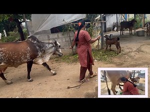 Women cow farming 😱! Daily vlog