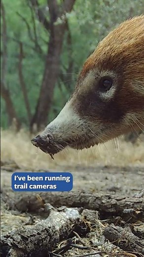 Capturing Coatis on Trail Cameras