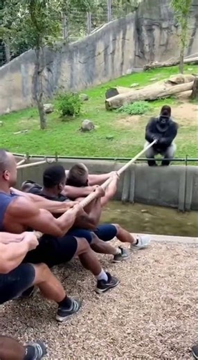 Gorilla vs Bodybuilders: Tug-of-War Fail