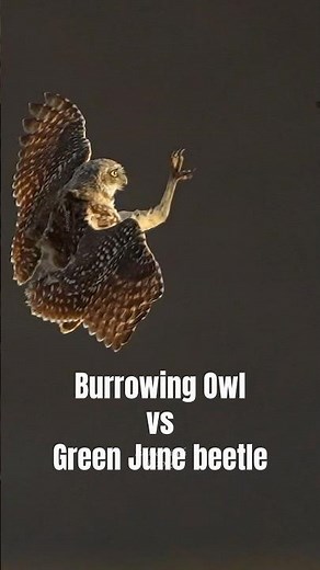 A Burrowing Owl’s epic hunt of a Green June beetle in flight #burrowingowl #birdsofprey