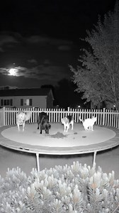 Raining cats and dogs 😆 | Science, Tech and Universe