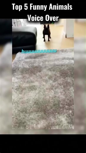 Top Memes of Adorable Dog Moments