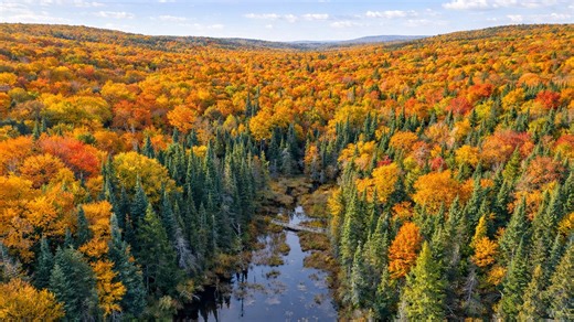Autumn forests of Algonquin