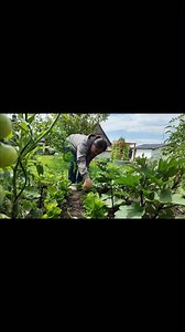 43K views · 1.6K reactions | Napakadaming naharvest na mga gulay. | Pearly Alms | Facebook