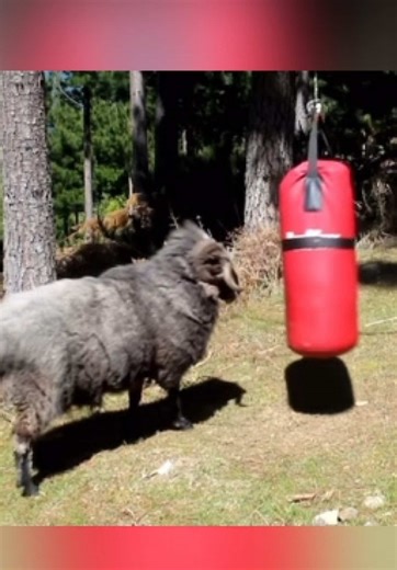 Angry ram destroys punch bag #angrygoat #goattok #fyp #angryanimal #CapCut