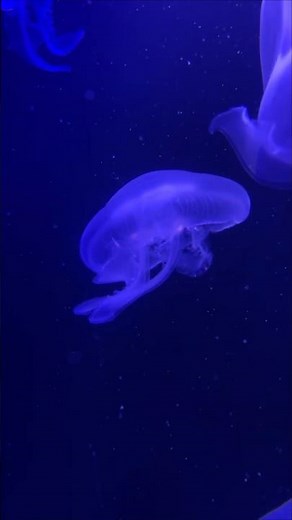 Jelly Fish Short | Mesmerizing 4K Jellyfish Aquarium – You Won’t Look Away #jellyfish