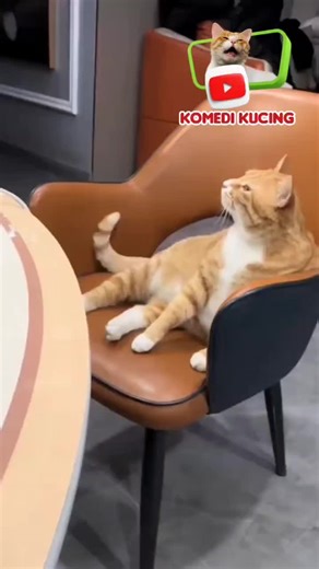 Kucing Lucu dalam Komedi - ASAL DUDUK AJA