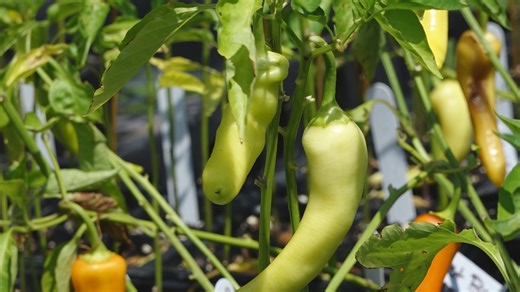 Small businesses and farms in rural areas could get grant through USDA