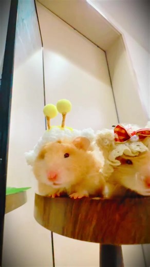 Adorable Mini Baby Hamster Moments