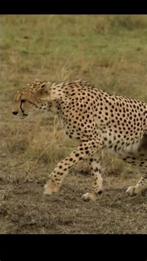 Life of Leopard - The Leopard's Hunt Failed, The Wildebeest Was Too Ferocious !