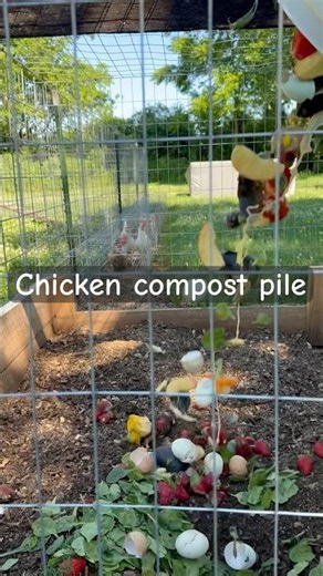 Chicken compost pile #chickens#chickencoop#gardening#compost