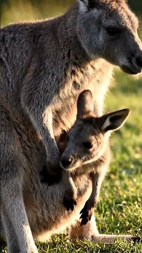 Amazing Moment! Kangaroo Baby Coming Out of Mother’s Pouch 🦘 |