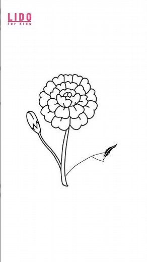 How to Draw a Marigold Flower 🌼 Easy Simple Drawing for Kids & Beginners #lidoartworks