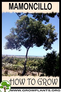 Mamoncillo - How to grow & care