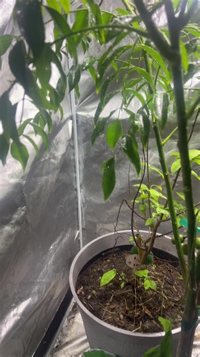 🌿 Overwintering Tropical Trees in Houston (Zone 9B) 🌿 When winter rolls through Houston, our tropical babies need a little extra love. This season, I’m overwintering my soursop trees and June plums indoors, and they’re doing beautifully with the right care. ✨ Key tips for keeping them healthy through winter: • Bright, indirect light near a sunny window or grow light • Consistent watering — keep soil lightly moist, never soggy • Daily or frequent misting to maintain humidity • Good airflow (no 