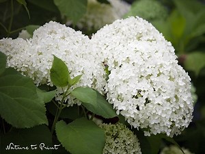 Hortensie Annabelle: Freude, Leid, Pflege und Alternativen.