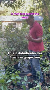 Jabuticaba is not just a fruit tree; it’s a visual and sensory delight. Its bark is a stunning, mottled mosaic that peels, and it blooms with small, white flowers that are incredibly fragrant. I often wonder why no one has turned their intoxicating scent into a perfume! 🌸 Although it grows slowly, patience with this tree pays off. You’ll be rewarded with beauty, fragrance, and delicious fruit. Perfect for large containers, it rarely grows taller than 8-10 feet, even when planted in the ground, 