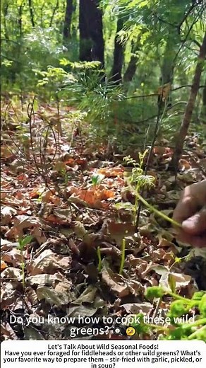 Harvesting Seasonal Wild Ferns (Fiddleheads) in the Mountains 🥬⛰️