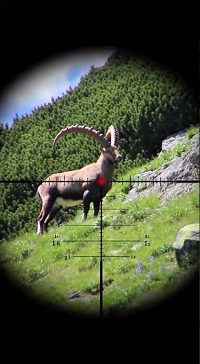 Ibex Hunting!