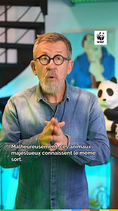 Éléphants d’Afrique ou éléphants d’Asie : ces pachydermes ont des différences notables 🐘 Faisons le point avec Jamy pour ne pas les confondre 🤓 Vidéo réalisée en collaboration commerciale avec WWF-France | Epicurieux