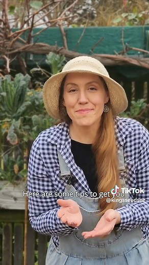 Cultivar Cosmos: Secretos para Hacerlos Más Frondosos