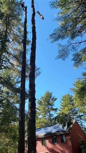 Roping down a pine section next to the driveway and house.