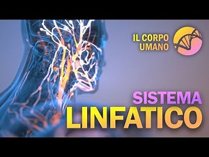 Sistema Linfatico | Il Corpo Umano