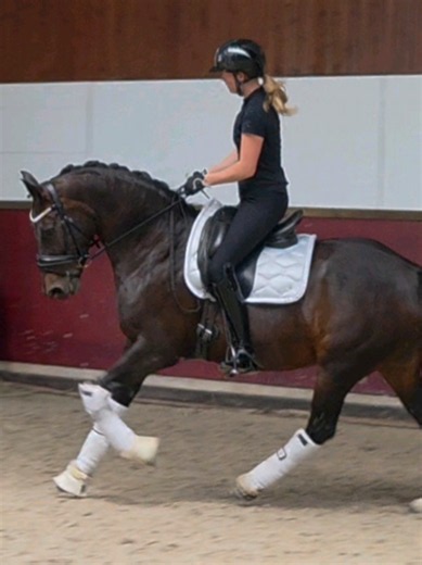 Knappе merrie te koop wegens privéomstandigheden – lieve, gezonde paard