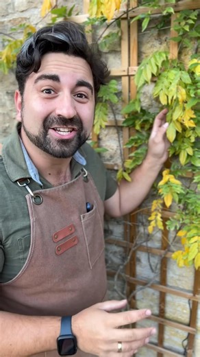 89K views · 584 reactions | Get ready to give your wisteria the winter TLC it deserves! As the leaves drop and the plant winds down, follow my top tips for beginner gardeners to prep your wisteria for a stunning comeback next year #gardeningtips #gardeningforbeginners #wisteria #plantcare #planttips | Gardening with Ish | Facebook