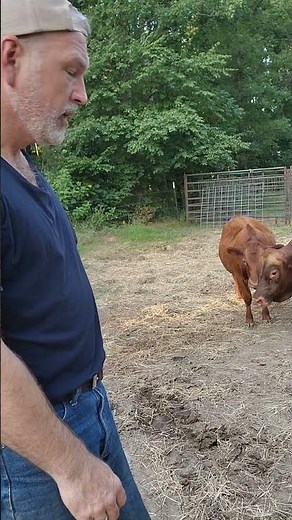 how big are dexter cattle #farming #ranching #farmtips #farm #livestock #cattle