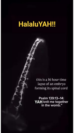 This is a 16-hour time-lapse of an embryo forming its spinal cord ✨️