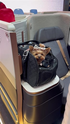 Should Turkish Airlines Hire Emily as a Booth Model?