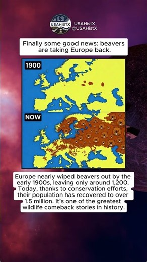 Europe nearly wiped out its beavers — now they’re back. 🦫🌍