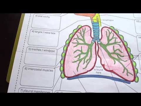 Big Respiratory System Foldable by Tangstar Science